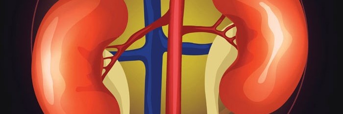 Illustration of two kidneys